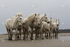 白马,卡马尔格,河口,水,水平画幅,家畜,巨大的,户外,哺乳纲,白色