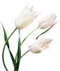 png白色百合花卉花朵鲜花手绘透明免抠素材 冰清仙子
@冒险家的旅程か★