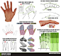 Hand and Fingers Resource Tutorial