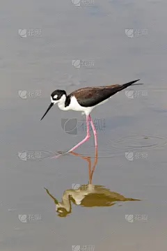 黑色,长脚鹬,黑颈长脚鹬,自然,垂直画幅,河岸,无人,动物,鸟类,墨西哥湾沿岸国家