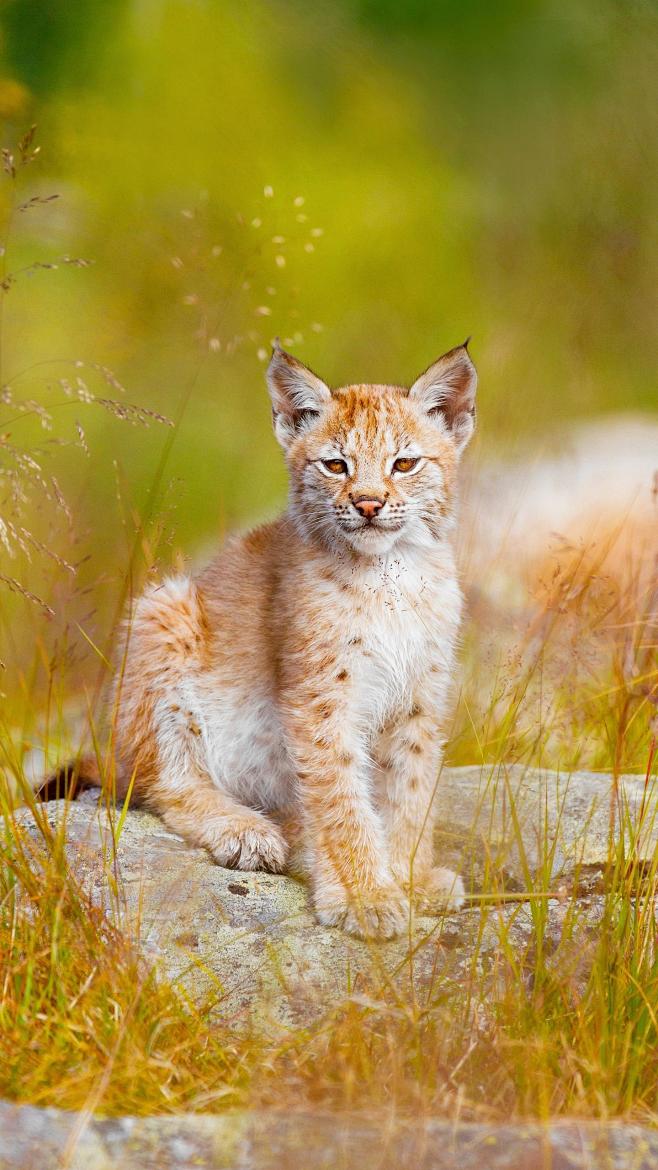 小猞猁越狱看猞猁妈妈是如何教训它的实在是太可爱了