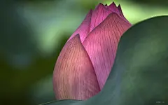 娇艳莲花电脑桌面高清壁纸桌面壁纸1