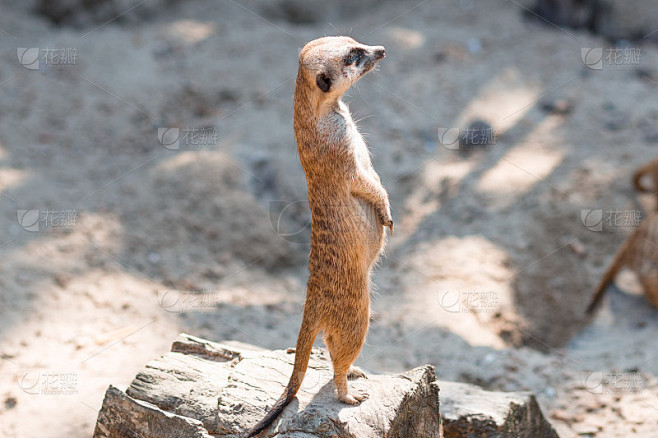 狐獴，Suricata suricat，圈养动物，扩散背景。猫鼬的生活。猫鼬。Suricat在动物园