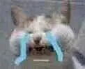 【图片】有没有小可爱有这个小鹦鹉的表情包求这个！敲萌！！【剑网3吧】_百度贴吧