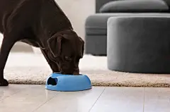 点击来源直接获取大图文件 |可爱有趣的狗狗在家喝水