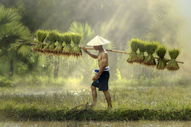 Farmers grow rice in...