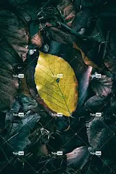 秋天 秋天的气氛 手机壁纸4K 手机壁纸 秋天的颜色 秋叶