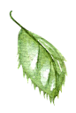 叶子PNG