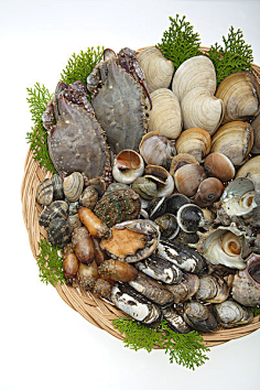 软体甲壳类动物