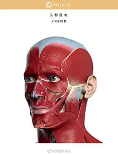 图解由头骨到肌肉结构
.
艺用人体解剖理论分享
.
手绘速写人物插画参考 ​​​​