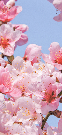 KITI猫采集到鲜花手机壁纸图片美图
