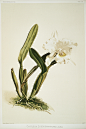 《兰花：兰花插图和描述》