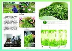 茶叶画册  - 源文件下载【酷图网】茶叶画册,明前茶,茶叶海报,茶叶宣传册,岳西茶叶,皖南茶叶,翠芽,翠兰