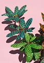 Wonderplants by S Illenberger | Yellowtrace