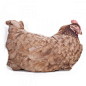 PoOtsh 母鸡抱/靠枕~
哈哈哈哈哈哈~这是要把母鸡枕在身下的节奏吗~
我可以孵出鸡蛋来吗~哈哈哈~