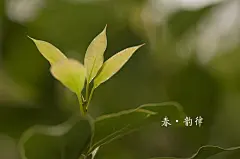 立春