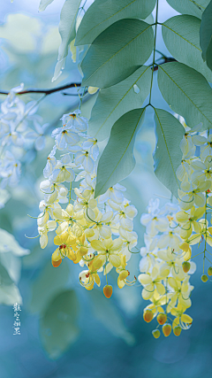 花儿_采集到花鸟/小动物