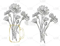 蓝色矢车菊或单身汉钮花花束孤立在白色背景上。一套绘图矢车菊，花卉元素，手绘植物插图。
