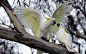 自然翅膀动物野生动物羽毛鸟鹦鹉 - 壁纸（#2772171）/ Wallbase.cc