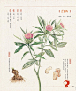 《本草绘-38种药用植物的色铅笔图绘》植物手绘素材图鉴 教程-淘宝网