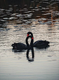 黑天鹅在湖中游泳的高角度视图照片素材