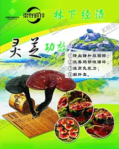 灵芝. 【酷图网】灵芝,武平三宝,林下经济,广告,设计,绿色