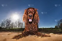 在晴朗的天气里，兴奋的爱尔兰雪达犬躺在地上