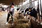 在农场牛棚工作的中国女职工的肖像