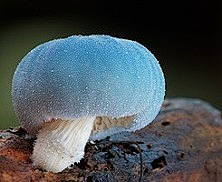 有机糖采集到小小蘑菇