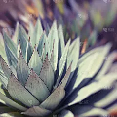 芦荟植物，耐高温的热带绿色植物。