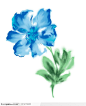 手绘花纹-水彩蓝色野菊花