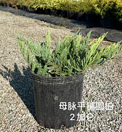 景观设计_方遇采集到植物图