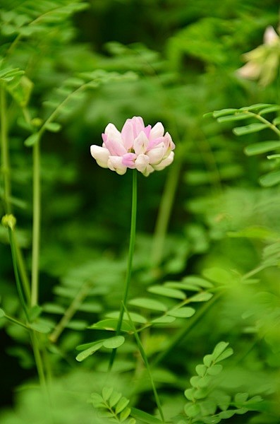 绣球小冠花 Coronilla vari...