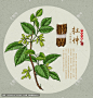 杜仲 手绘杜仲 药材 手绘值物花草 手绘中草药 草药 中草药包装插画 杜仲包装插画 草本植物 中草药 中药本草纲目 百草集 杜仲茶 花草茶 杜仲叶