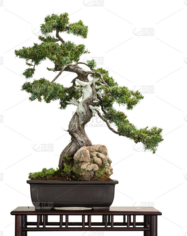 盆景,刺柏属丛木,古老的,接力赛,自然,...