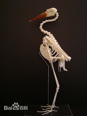 鸟的骨骼_鸟图册_百度百科