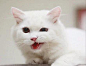 一只可爱可爱的小白猫，么么哒    这位来自菲律宾的波斯猫名叫Max，已经六个月大了~