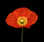 Red Poppy