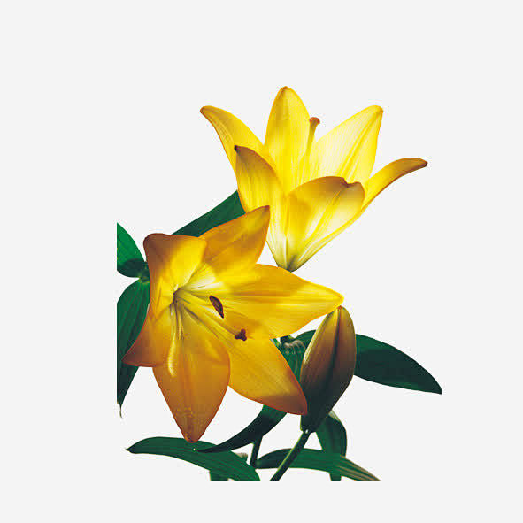 黄花免抠素材
