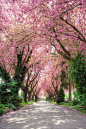 亚洲樱桃树,五月,樱花,树园,隧道,沥青,垂直画幅,美,公园,樱桃