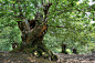 拉斯麦都拉斯附近森林里的一棵巨大的栗树