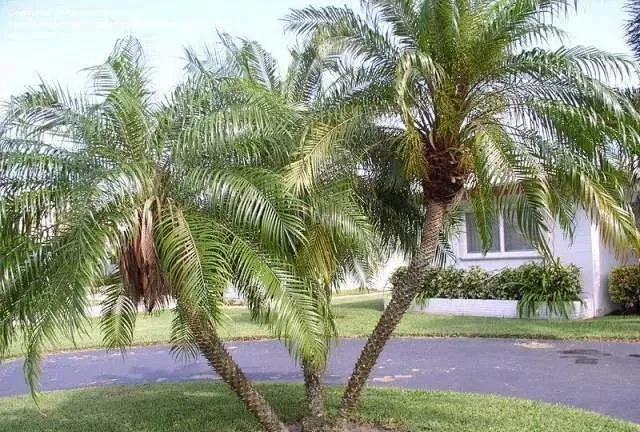 美丽针葵 又叫软叶刺葵，常绿灌木。喜光、喜高温湿润、有一定的耐阴性、耐干旱、不耐寒。美丽针葵群植效果不错-花瓣网