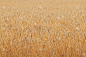 wheatfield