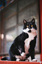 故宫的猫 - 堆糖，美图壁纸兴趣社区