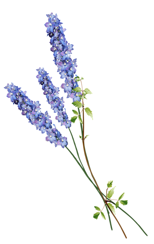 植物素材png