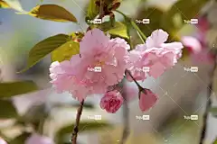 樱花 花卉背景 花朵 花壁纸 春天 粉红色的花朵 美丽的花朵 盛开