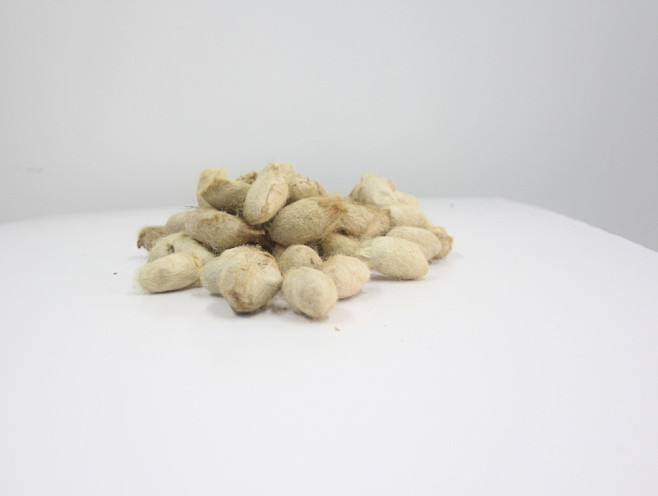 柞蚕丝野生蚕丝蚕茧茧子