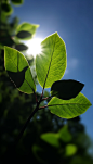 自然绿色树叶植物夏季24节气处暑摄影图