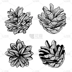 一套松果。手绘矢量图