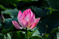 粉色睡莲的特写，巴里亚，越南图片下载